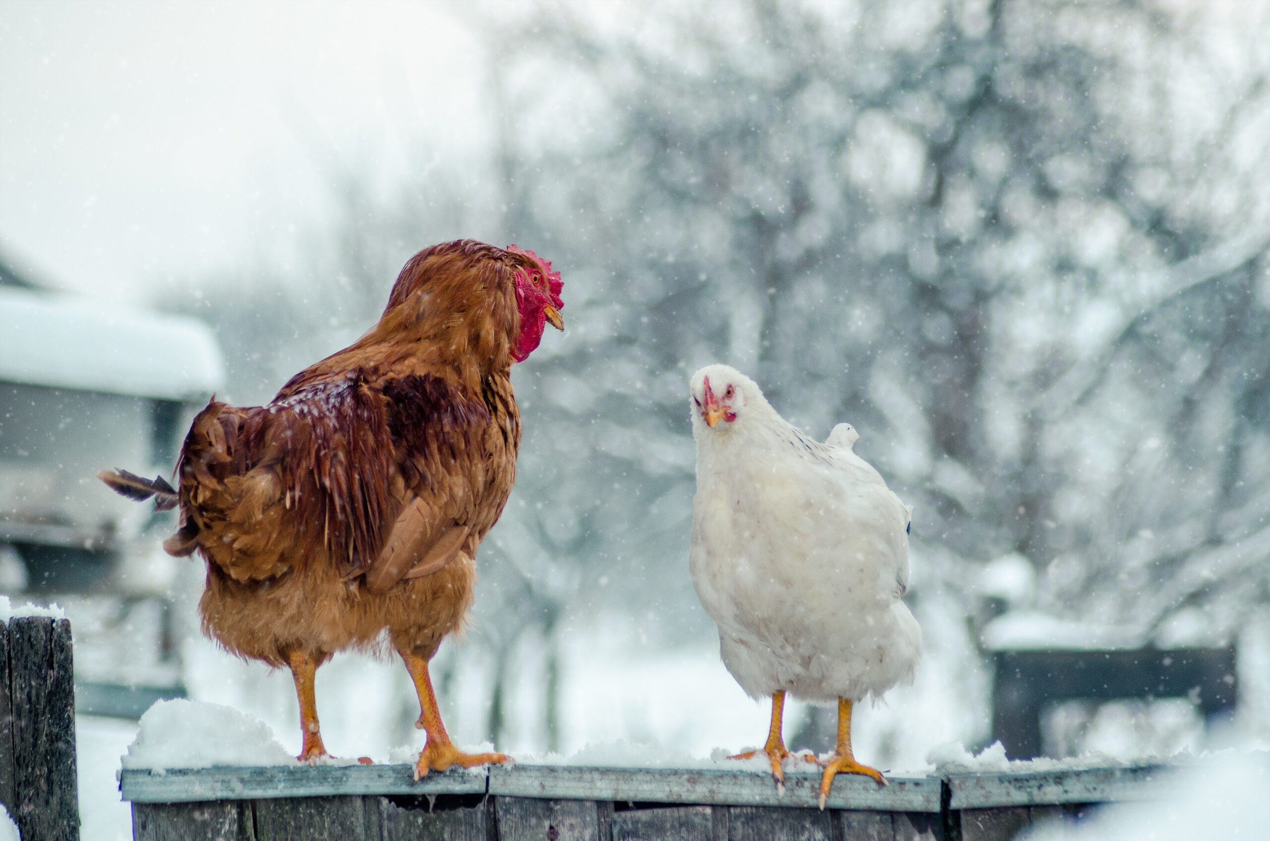 Our First Minnesota Winter with Chickens: Lessons from the Cold